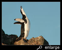 Ecstatic display of a chinstrap penguin