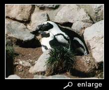 Mating African penguins