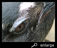 Eye of an african penguin