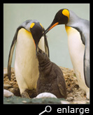 Begging for food of a king penguin chick