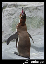 Ecstatic display of a humboldt penguin