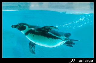 Air bubbles humboldt penguin