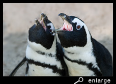 Mutual trumpeting of african penguins