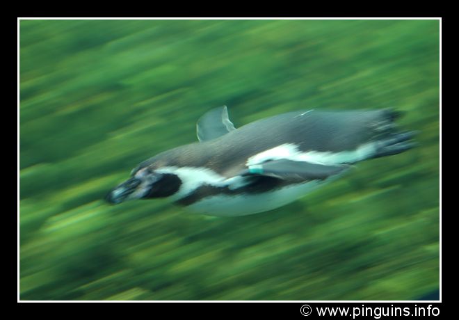 http://www.pinguins.info/Emmen/emhu04004.jpg