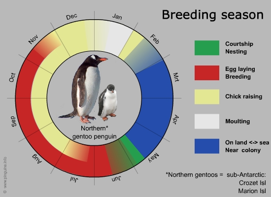 Gentoo penguins / Northern