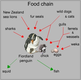 Food chain of a fiordland penguin