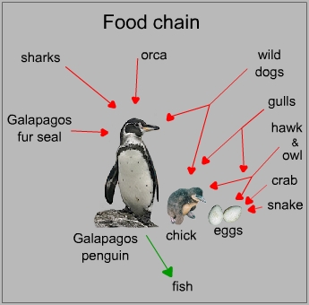 Food chain of a galapagos penguin