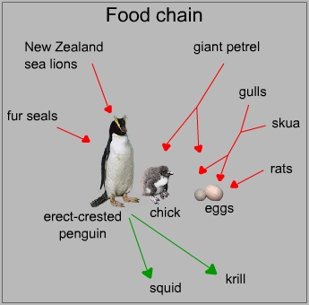 Food chain of an erect-crested penguin
