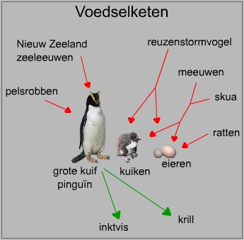 Voedselketen van een pinguïn
