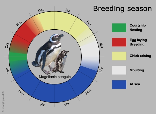 breeding cycle magellanic penguin
