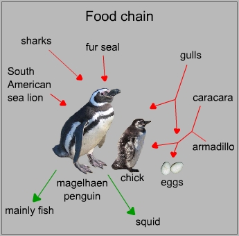 Food chain of a magellanic penguin