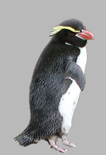 Snares kuif penguin