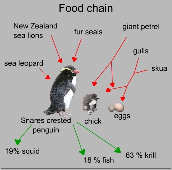 Food chain of a Snares crested penguin