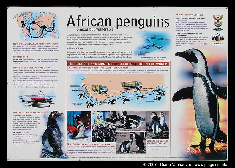 Afrikaanse pinguin of zwartvoetpinguïn  ( Spheniscus demersus )  African penguin     Brillenpinguin
This picture is made by my sister Diane Vanhaevre, when she was on holiday in Boulders Beach, Cape town (South Africa). 
It is used with permission from her and can only be used for non-commercial purpose after asking permission to her.
Trefwoorden: Spheniscus demersus chick Afrikaanse pinguin zwartvoetpinguïn African penguin blackfoot penguin Brillenpinguin Boulders South Africa Zuid-Afrika