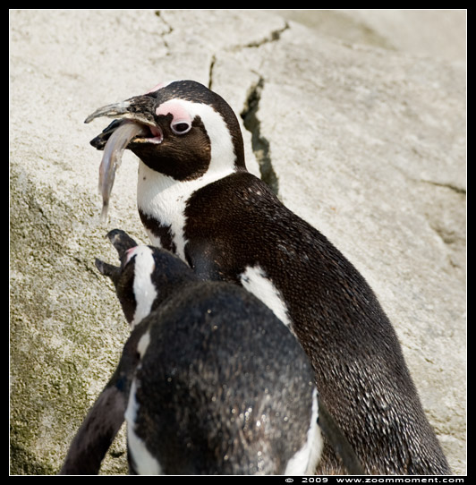 Afrikaanse pinguin of zwartvoetpinguïn  ( Spheniscus demersus )  African penguin     Brillenpinguin
Trefwoorden: Spheniscus demersus Afrikaanse pinguin zwartvoetpinguïn African penguin blackfoot penguin Brillenpinguin Paradisio Pairi daiza