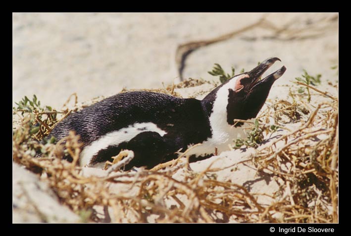 Afrikaanse pinguin of zwartvoetpinguïn  ( Spheniscus demersus )  African penguin     Brillenpinguin
This picture is made by Ingrid De Sloovere, when she was on holiday in Boulders Beach, Cape town (South Africa). It is used with permission from her and can only be used for non-commercial purpose after asking permission to her.
Trefwoorden: Spheniscus demersus chick Afrikaanse pinguin zwartvoetpinguïn African penguin blackfoot penguin Brillenpinguin Boulders South Africa Zuid-Afrika