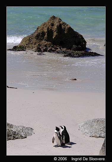 Afrikaanse pinguin of zwartvoetpinguïn  ( Spheniscus demersus )  African penguin     Brillenpinguin
This picture is made by Ingrid De Sloovere, when she was on holiday in Boulders Beach, Cape town (South Africa). It is used with permission from her and can only be used for non-commercial purpose after asking permission to her.
Trefwoorden: Spheniscus demersus chick Afrikaanse pinguin zwartvoetpinguïn African penguin blackfoot penguin Brillenpinguin Boulders South Africa Zuid-Afrika