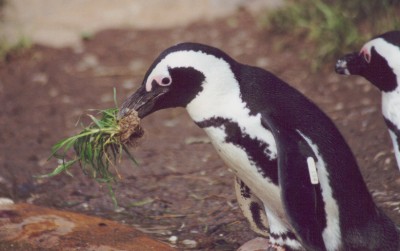 Afrikaanse pinguin of zwartvoetpinguïn  ( Spheniscus demersus )  African penguin     Brillenpinguin
Trefwoorden: Spheniscus demersus Afrikaanse pinguin zwartvoetpinguïn African penguin blackfoot penguin Brillenpinguin