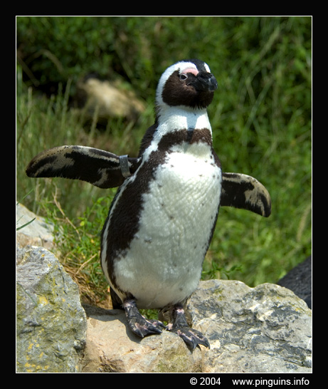 Afrikaanse pinguin of zwartvoetpinguïn  ( Spheniscus demersus )  African penguin     Brillenpinguin
Arnhem zoo Netherlands
Trefwoorden: Spheniscus demersus Afrikaanse pinguin zwartvoetpinguïn African penguin blackfoot penguin Brillenpinguin