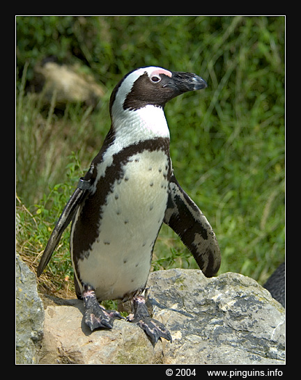 Afrikaanse pinguin of zwartvoetpinguïn  ( Spheniscus demersus )  African penguin     Brillenpinguin
Arnhem zoo Netherlands
Trefwoorden: Spheniscus demersus Afrikaanse pinguin zwartvoetpinguïn African penguin blackfoot penguin Brillenpinguin