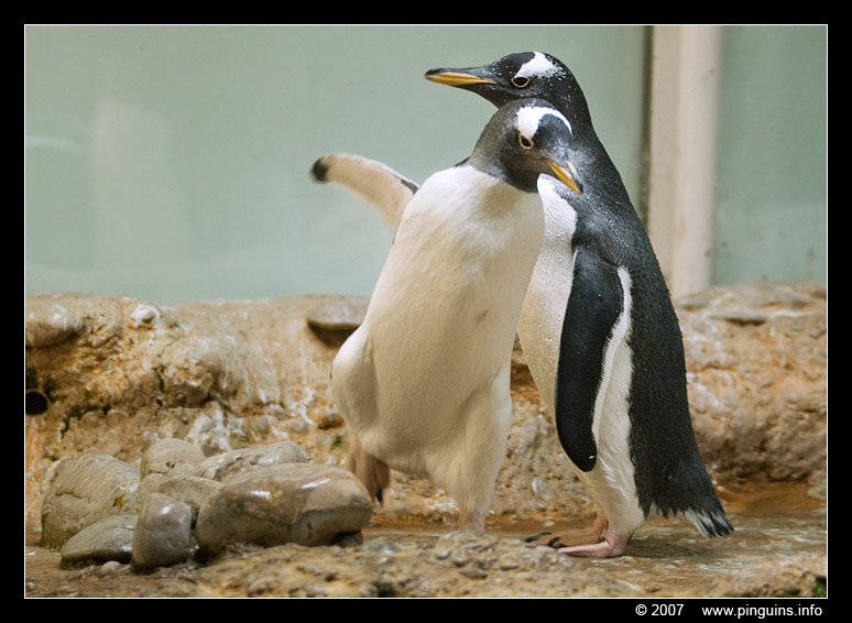 ezelspinguïn  ( Pygoscelis papua )  gentoo penguin
Basel zoo Switserland
Trefwoorden: Basel Switserland vogel bird Pygoscelis papua ezelspinguïn ezelspinguin gentoo penguin vogel bird