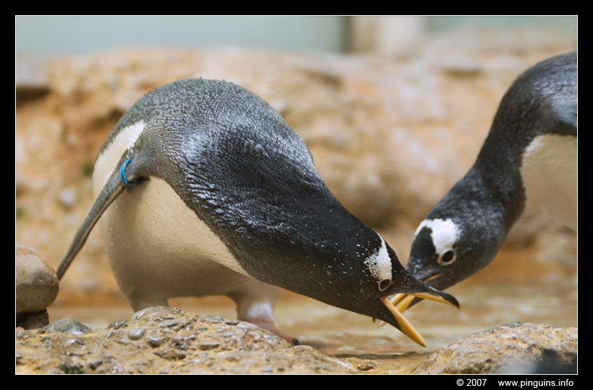 ezelspinguïn  ( Pygoscelis papua )  gentoo penguin
Basel zoo Switserland 
Trefwoorden: Basel Switserland vogel bird Pygoscelis papua ezelspinguïn ezelspinguin gentoo penguin vogel bird