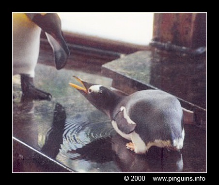 ezelspinguïn  ( Pygoscelis papua )  gentoo penguin
Wuppertal zoo
Trefwoorden: Pygoscelis papua ezelspinguïn ezelspinguin gentoo penguin Wuppertal