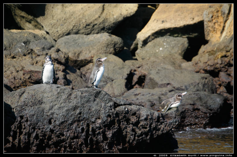 Galapagospinguin  ( Spheniscus mendiculus )  Galapagos penguin
Trefwoorden: Galapagospinguin  Spheniscus mendiculus  Galapagos penguin Galápagos Galápagospinguïn
