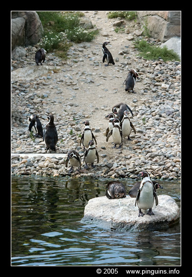 humboldtpinguïn  ( Spheniscus humboldti )  humboldt penguin
Emmen zoo Nederland
Trefwoorden: Emmen zoo Nederland Netherlands vogel bird Spheniscus humboldti humboldtpinguïn humboldt penguin