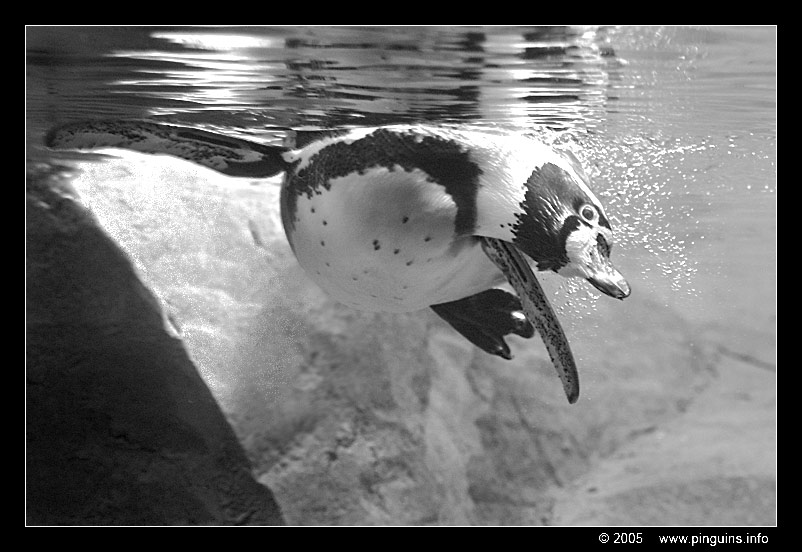 humboldtpinguïn  ( Spheniscus humboldti )  humboldt penguin
Trefwoorden: Teneriffa Loroparque vogel bird Spheniscus humboldti humboldtpinguïn humboldt penguin