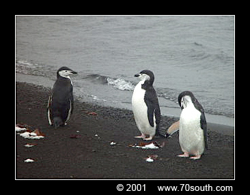 kinbandpinguïn of stormbandpinguïn of keelbandpinguïn  ( Pygoscelis antarctica )  chinstrap penguin    Kehlstreifenpinguin
© [url=http://www.polarconservation.org/] Brendon Grunewald [/url]

"This picture is used with permission from Brendon Grunewald and can only be used for non-commercial purpose after asking permission to him."
Trefwoorden: Pygoscelis antarctica chinstrap penguin Kehlstreifenpinguin kinbandpinguin keelbandpinguin stormbandpinguïn Antarctica
