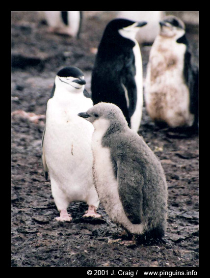 kinbandpinguïn of stormbandpinguïn of keelbandpinguïn  ( Pygoscelis antarctica )  chinstrap penguin    Kehlstreifenpinguin
© Jeanne Craig

"This picture is used with permission from Jeanne Craig and can only be used for non-commercial purpose after asking permission to her."
Trefwoorden: Pygoscelis antarctica chinstrap penguin Kehlstreifenpinguin kinbandpinguin keelbandpinguin stormbandpinguïn Antarctica