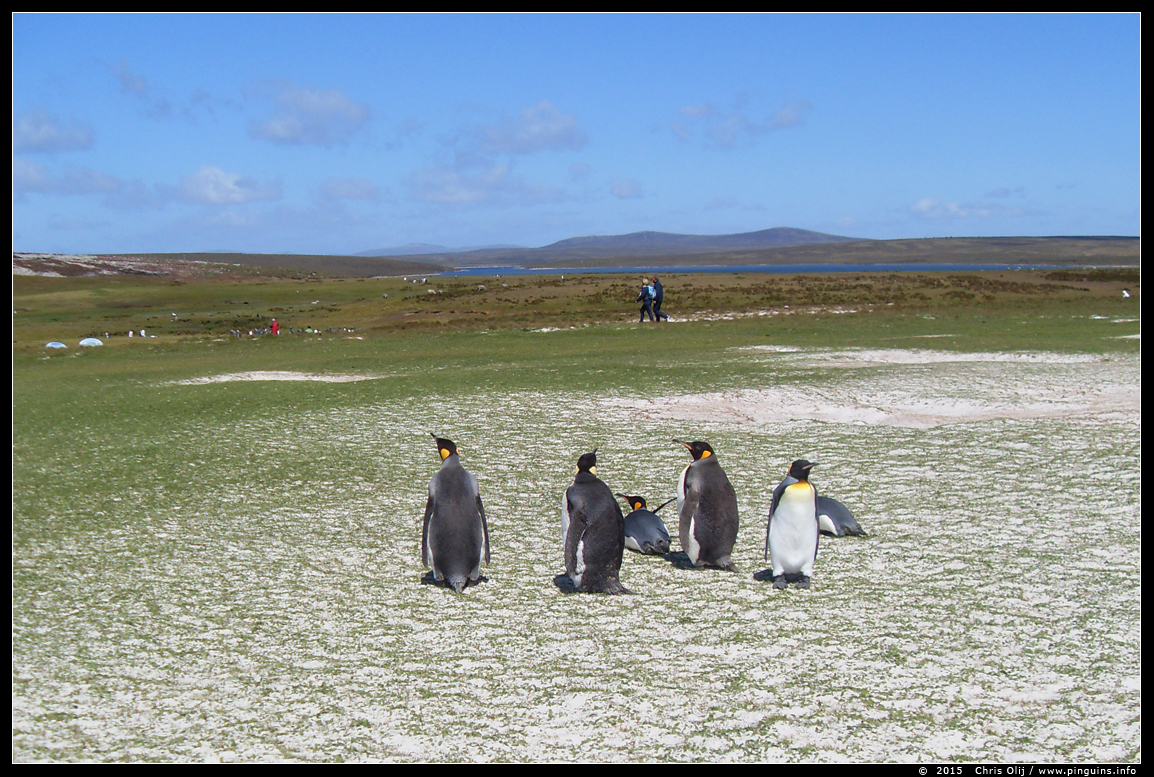 koningspinguin  ( Aptenodytes patagonicus )  king penguin
© Chris Olij

Met dank aan Chris Olij, die zo vriendelijk was om me de foto's van zijn reis naar de Falklands ter beschikking te stellen.
With thanks to Chris Olij, who was so kind to give me permission to add here the pictures, made on his trip to the Falklands  in 2015.
Trefwoorden: Aptenodytes patagonicus koningspinguin king penguin Falklands