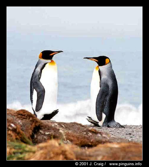 koningspinguin  ( Aptenodytes patagonicus )  king penguin
© Jeanne Craig

"This picture is used with permission from Jeanne Craig and can only be used for non-commercial purpose after asking permission to her."
Trefwoorden: Aptenodytes patagonicus koningspinguin king penguin Antarctica