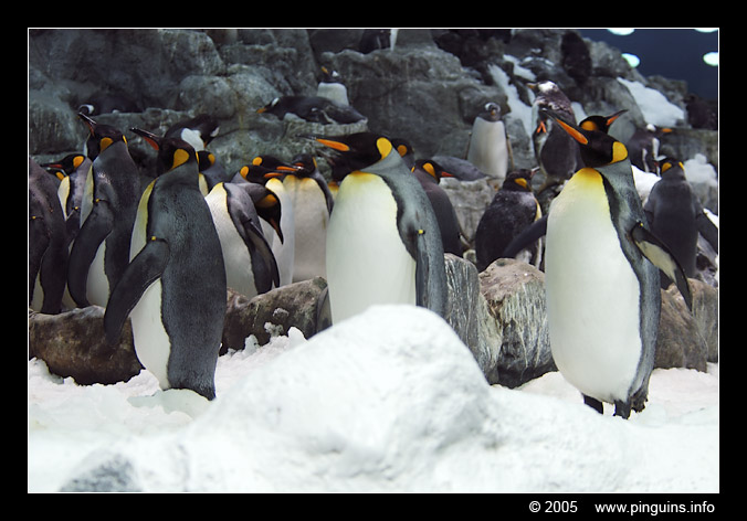 koningspinguin  ( Aptenodytes patagonicus )  king penguin
Loroparque Planet Penguin Teneriffa
Trefwoorden: Aptenodytes patagonicus koningspinguin king penguin Loroparque Planet Penguin Teneriffa