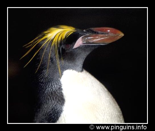 macaronipinguïn of goudkuifpinguïn  ( Eudyptes chrysolophus )  macaroni penguin
Antwerpen zoo
Trefwoorden: Eudyptes chrysolophus macaroni penguin macaronipinguïn goudkuifpinguïn vogel bird Antwerpen zoo