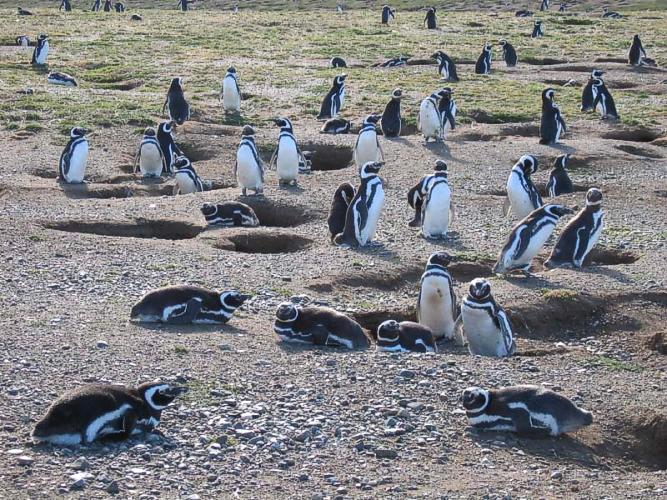 magelhaenpinguïn ( Spheniscus magellanicus ) magellanic penguin
Magelhaenpinguïns op Magdalena Eiland in het zuidelijkste puntje van Chili
Magellanic penguins on Isla Magdalena in Southern Chili


"This picture is from Daniel Park and can only be used for non-commercial purpose after asking him permission.
He gave me permission to use it here."
Trefwoorden: Spheniscus magellanicus magelhaenpinguïn magellanic penguin vogel bird
