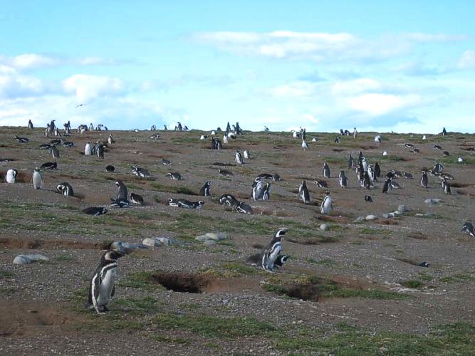 magelhaenpinguïn ( Spheniscus magellanicus ) magellanic penguin
Magelhaenpinguïns op Magdalena Eiland in het zuidelijkste puntje van Chili
Magellanic penguins on Isla Magdalena in Southern Chili


"This picture is from Daniel Park and can only be used for non-commercial purpose after asking him permission.
He gave me permission to use it here."
Trefwoorden: Spheniscus magellanicus magelhaenpinguïn magellanic penguin vogel bird