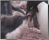 pinguinsfeeding.mp4