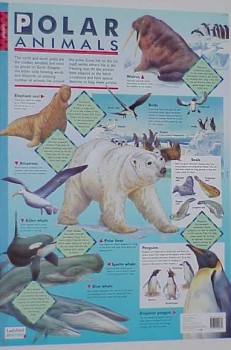 poster polar animals  - pooldieren
Trefwoorden: poster polar animals pooldieren