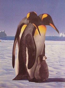 poster emperor penguins - keizerspinguin
Trefwoorden: poster emperor penguins  keizerspinguin
