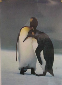 poster king penguins - koningspinguin
Trefwoorden: poster king penguins - koningspinguin