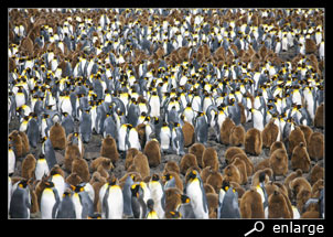 colony king penguins