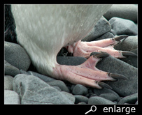 Feet of a chinstrap penguin