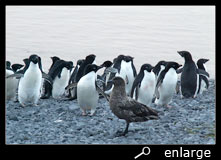 Skua and adelie penguins