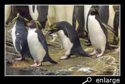 Macaroni penguin threatening a rockhopper