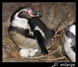 Humboldt penguin on nest