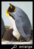 Staring of a king penguin