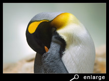 Sleeping king penguin