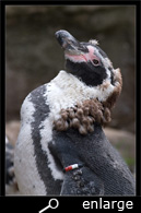 moulting humboldt penguin